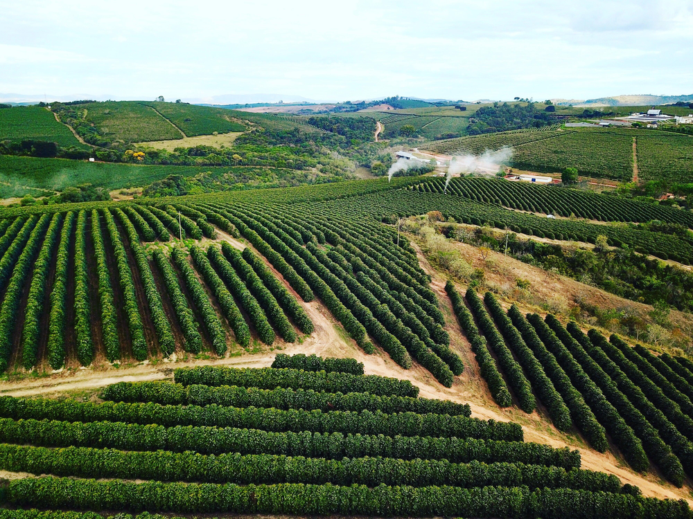 brazylijska plantacja kawy